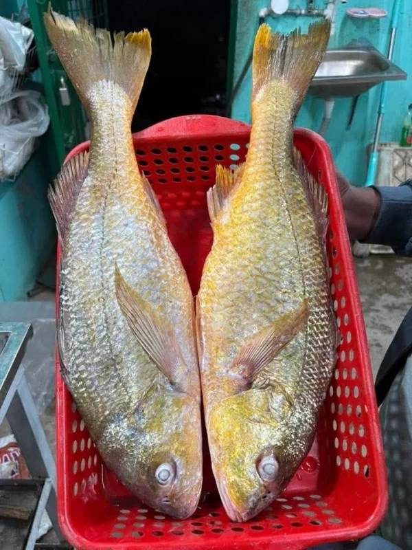 Premium Fresh Sea Datina Koral Fish Online