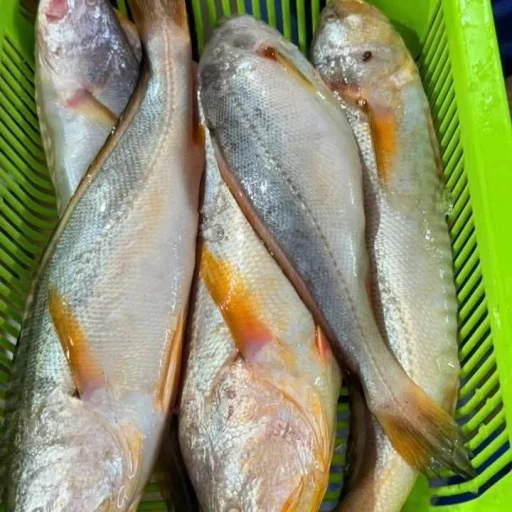 Premium Fresh Sea Deshi Poya Fish Online | Fish Vision