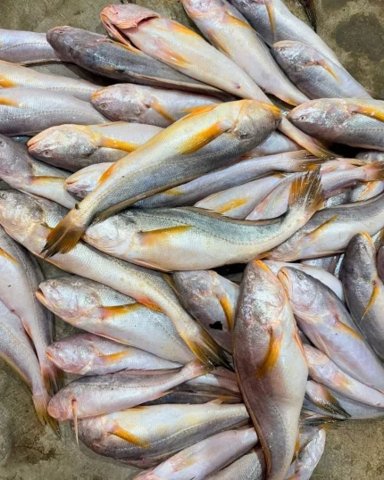 Premium Fresh Sea Deshi Poya Fish Online | Fish Vision