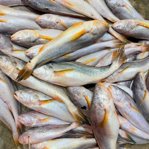 Premium Fresh Sea Deshi Poya Fish Online | Fish Vision