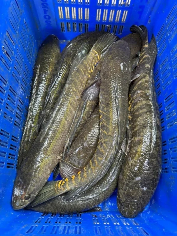 Buy Fresh Deshi Shol Fish Online | Fish Vision