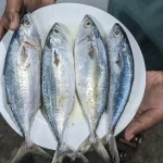 Fresh Sea Narkeli Aila Fish