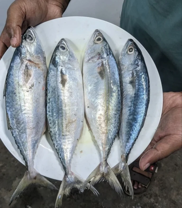 Fresh Sea Narkeli Aila Fish