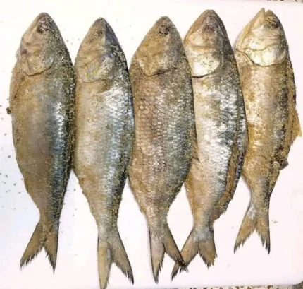 Buy Premium Whole Nona Ilish Online | Fish Vision