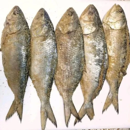 Buy Premium Whole Nona Ilish Online | Fish Vision