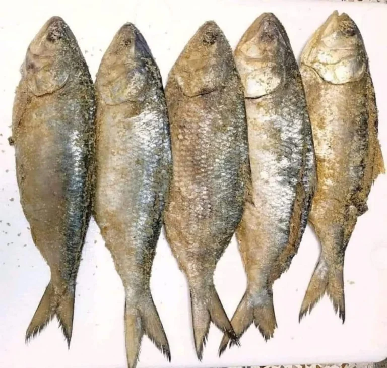 Buy Premium Whole Nona Ilish Online | Fish Vision