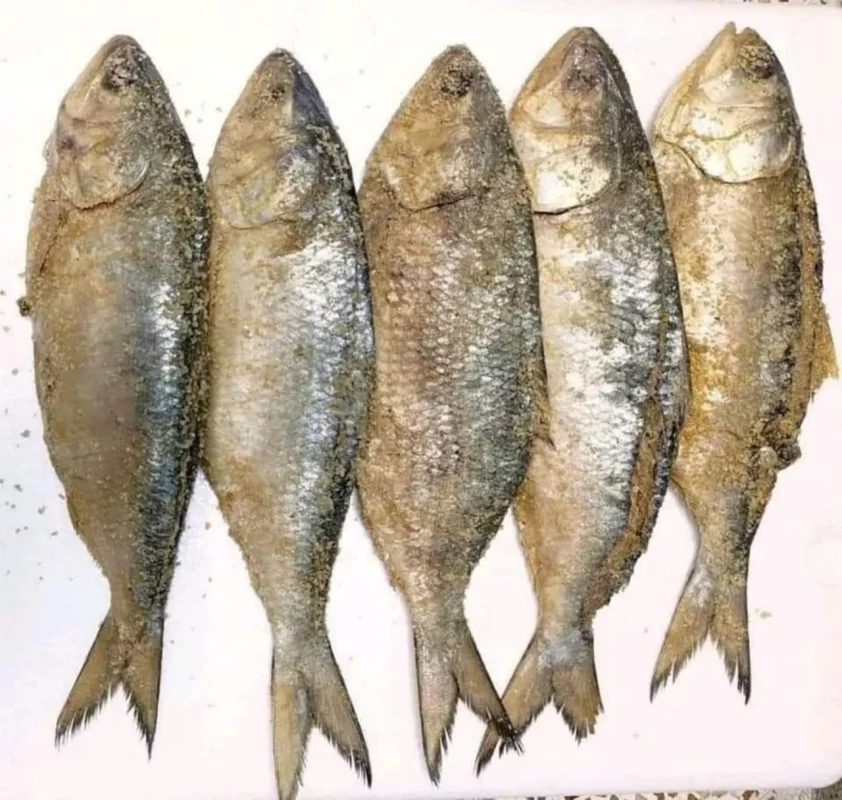 Buy Premium Whole Nona Ilish Online | Fish Vision