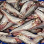 পাবদা মাছ (বা, Deshi Pabda Fish / Pabo Catfish)