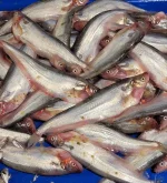 পাবদা মাছ (বা, Deshi Pabda Fish / Pabo Catfish)