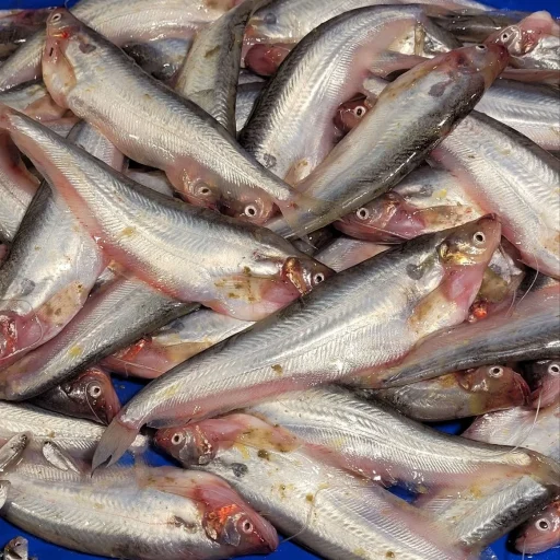 পাবদা মাছ (বা, Deshi Pabda Fish / Pabo Catfish)