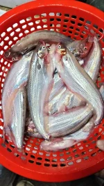 Buy Fresh Deshi Pabda Fish Online | Fish Vision