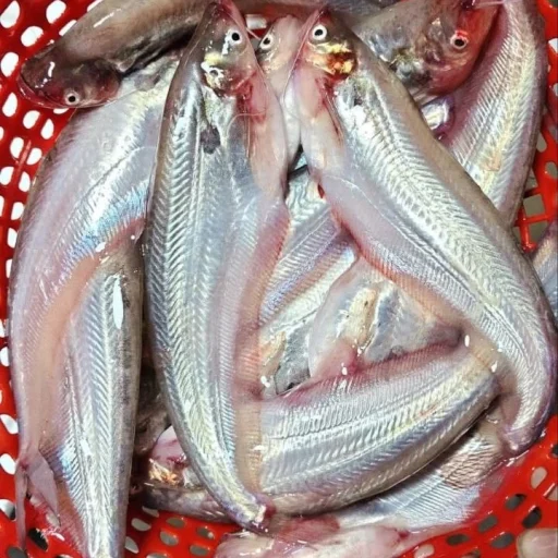 Buy Fresh Deshi Pabda Fish Online | Fish Vision
