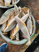 Fresh Big Size Foot Poya Fish