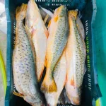 Premium Quality Sea Spotted Foot Poya Fish – the ultimate tender & flavorful ocean delicacy, now at Fish Vision! গভীর সমুদ্রের তাজা ক্যাচ থেকে সরাসরি সংগ্রহের পর এর ন্যাচারাল স্বাদ ও ফ্রেশনেস শতভাগ লকড রাখতে উন্নত কোল্ড চেইনে বরফায়িত করে এটি আপনার কাছে পৌঁছে দেওয়া হয়। মাখনের মতো নরম সাদা মাংস এবং দারুণ স্বাদের জন্য এই মাছটি ভোজনরসিকদের ভীষণ প্রিয়। দেশীয় স্টাইলে আলু-টমেটোর ঝাল ঝোল, সর্ষে পোয়া কিংবা মুচমুচে ফ্রাইয়ের জন্য এটি একদম পারফেক্ট চয়েস। 100% Fresh & Formalin-Free Sea Foot Poya Fish Big Size, Highly Delicious & Super Tender White Meat Rich in Natural Fish Oils and Omega-3 Fatty Acids