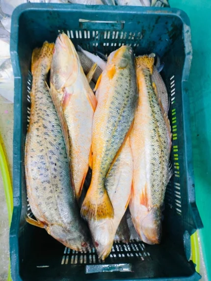 Premium Quality Sea Spotted Foot Poya Fish – the ultimate tender & flavorful ocean delicacy, now at Fish Vision! গভীর সমুদ্রের তাজা ক্যাচ থেকে সরাসরি সংগ্রহের পর এর ন্যাচারাল স্বাদ ও ফ্রেশনেস শতভাগ লকড রাখতে উন্নত কোল্ড চেইনে বরফায়িত করে এটি আপনার কাছে পৌঁছে দেওয়া হয়। মাখনের মতো নরম সাদা মাংস এবং দারুণ স্বাদের জন্য এই মাছটি ভোজনরসিকদের ভীষণ প্রিয়। দেশীয় স্টাইলে আলু-টমেটোর ঝাল ঝোল, সর্ষে পোয়া কিংবা মুচমুচে ফ্রাইয়ের জন্য এটি একদম পারফেক্ট চয়েস। 100% Fresh & Formalin-Free Sea Foot Poya Fish Big Size, Highly Delicious & Super Tender White Meat Rich in Natural Fish Oils and Omega-3 Fatty Acids