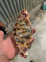Buy Fresh Sea Banglalink Crab Online in BD | Fish Vision