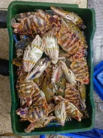 Buy Fresh Sea Banglalink Crab Online in BD | Fish Vision