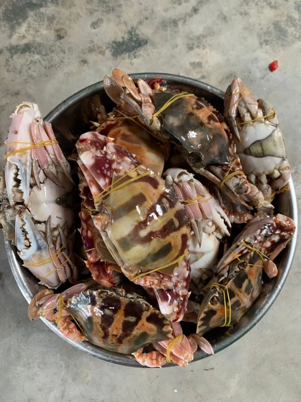 বাংলালিংক কাকড়া 2 বাংলালিংক কাঁকড়া (বা, Banglalink Crab)