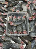 Buy Fresh Ready-to-Cook Deshi Koi Fish Online | Fish Vision