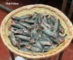 দেশি কৈ মাছ (বা, Deshi Koi Fish / Native Climbing Perch)