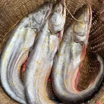 Fresh River Boal Fish / Premium Big Size River Catfish