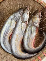 Fresh River Boal Fish / Premium Big Size River Catfish