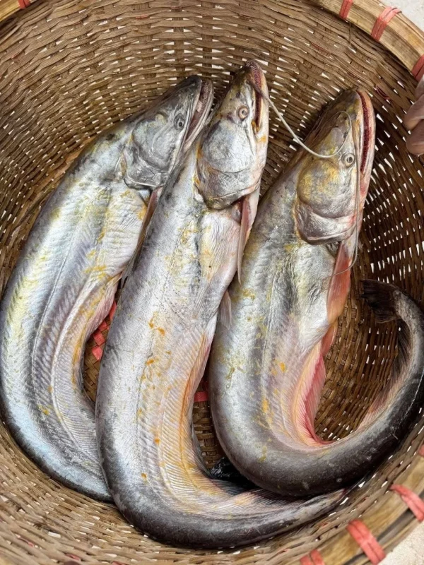 Fresh River Boal Fish / Premium Big Size River Catfish