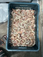 ব্রাউন চিংড়ি (বা, Brown Shrimp)