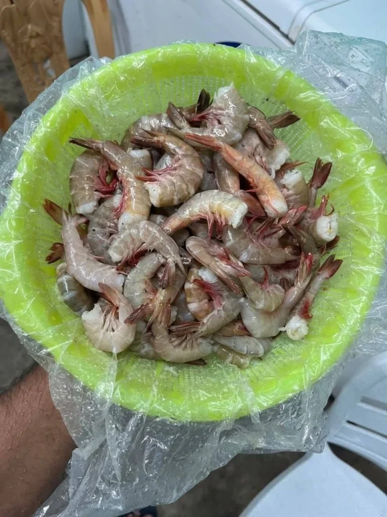 Premium Sea Brown Shrimp / Fresh Ocean Brown Chingri