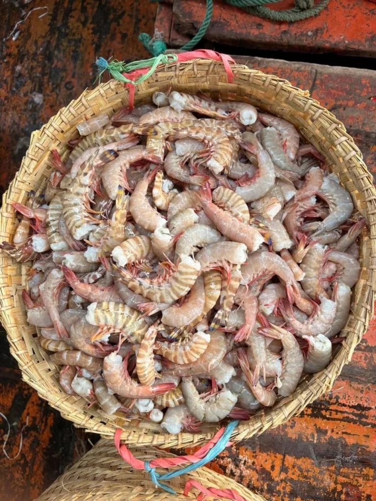 ব্রাউন চিংড়ি (বা, Brown Shrimp)