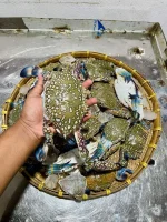 Premium Sea Blue Swimmer Crab / Fresh Ocean Crab