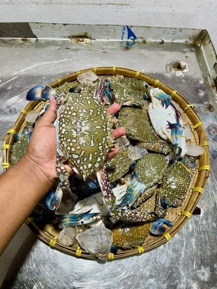 Premium Sea Blue Swimmer Crab / Fresh Ocean Crab