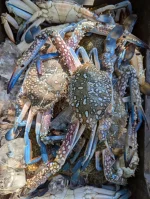 Buy Fresh Sea Blue Swimmer Crab Online | Fish Vision