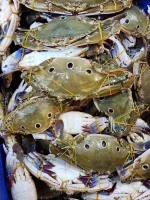 Premium Sea Blue Swimmer Crab / Fresh Ocean Crab
