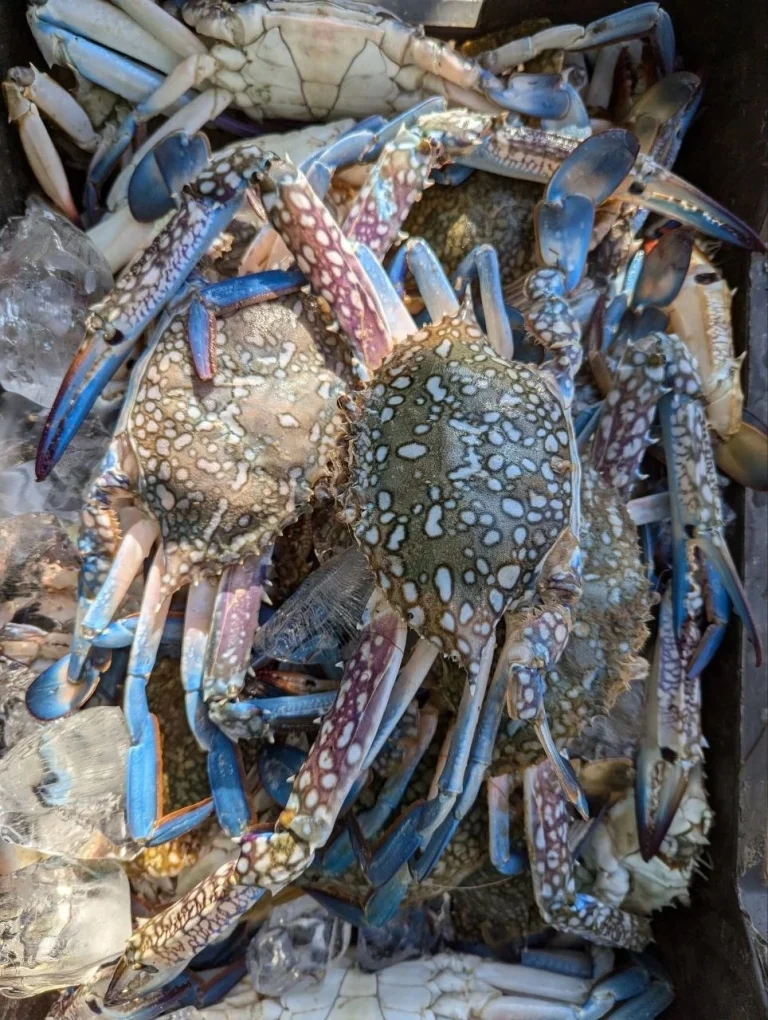Buy Fresh Sea Blue Swimmer Crab Online | Fish Vision