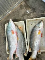 Premium Fresh Sea Vetki Koral Fish Online