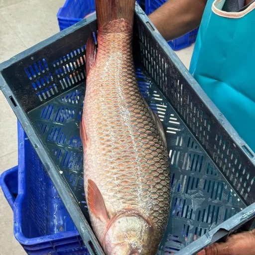 Buy Fresh River Rui Fish Online in BD | Fish Vision