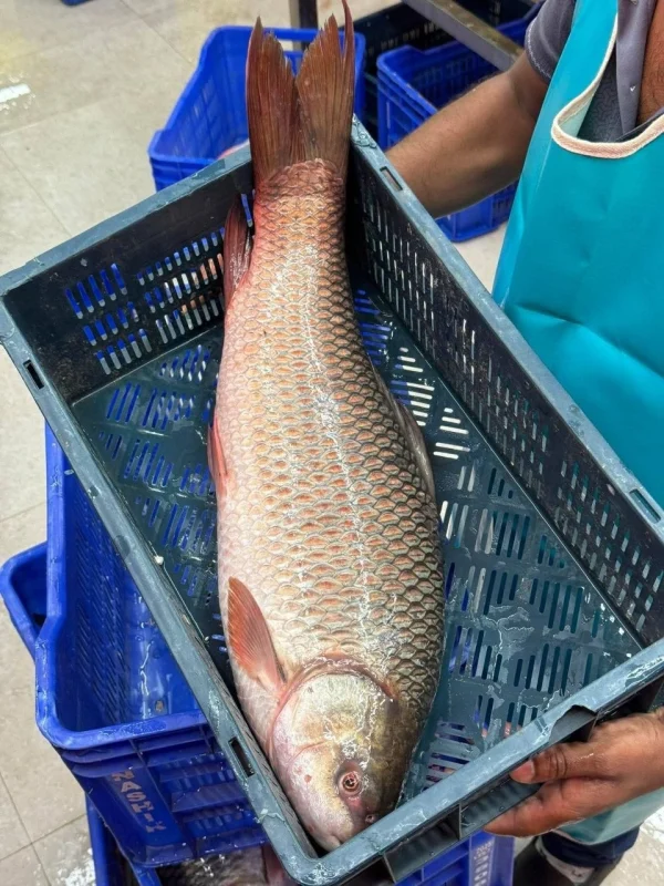 Buy Fresh River Rui Fish Online in BD | Fish Vision