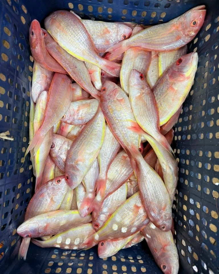 Premium Fresh Sea Rupban Poya Fish Online | Fish Vision
