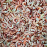 Premium Sea Red Pink Shrimp / Fresh Ocean Pink Chingri