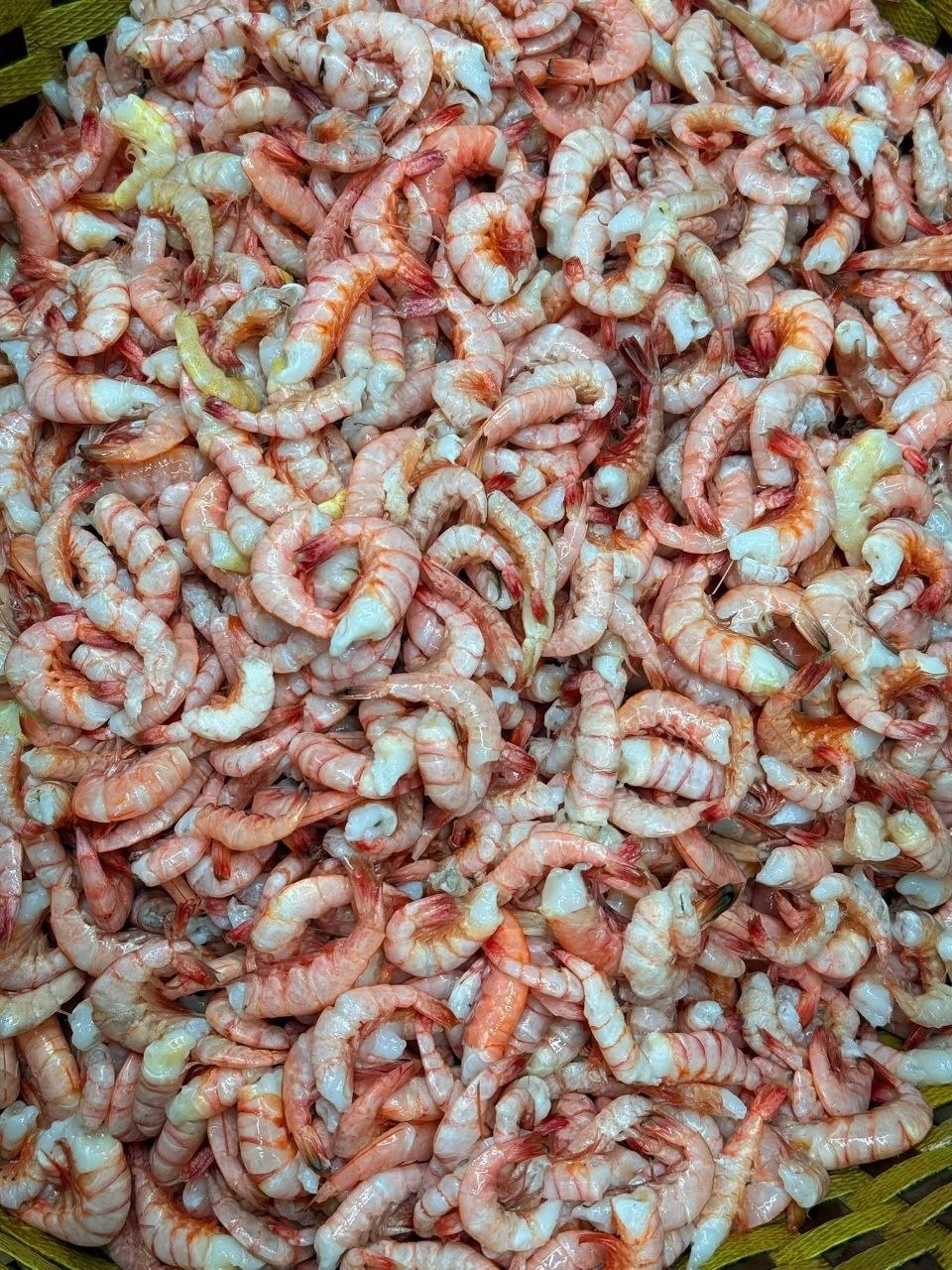 রেডপিংক চিংড়ি Premium Sea Red Pink Shrimp / Fresh Ocean Pink Chingri