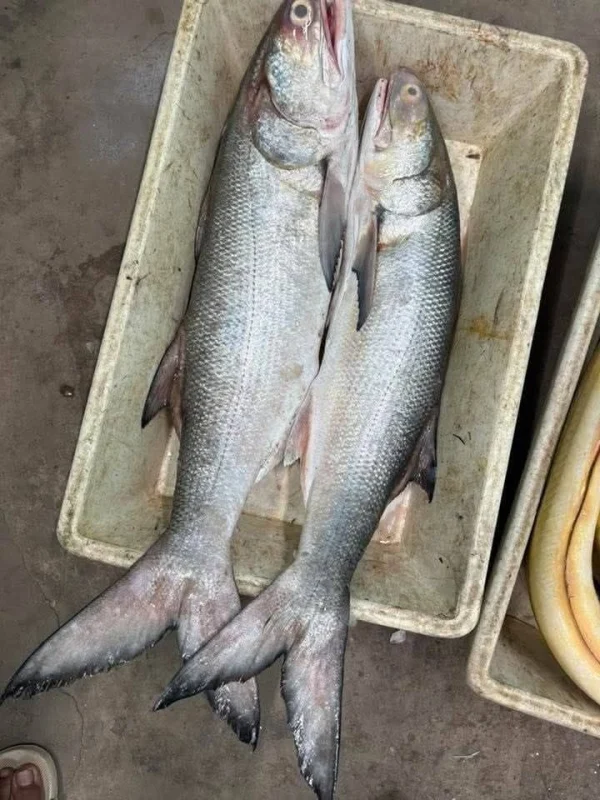 Premium Fresh Lakka (Indian Salmon) Fish Online