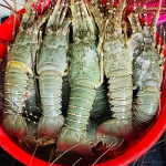Buy Premium Sea Spiny Lobster Online in BD | Fish Vision