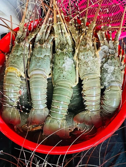 Buy Premium Sea Spiny Lobster Online in BD | Fish Vision