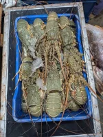লবস্টার চিংড়ি (বা, Spiny Lobster)