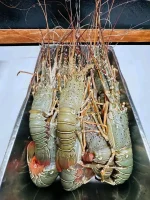 লবস্টার চিংড়ি (বা, Spiny Lobster)