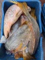 Red Snapper - লাল কোরাল মাছ - Image 4