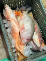 Red Snapper - লাল কোরাল মাছ - Image 3