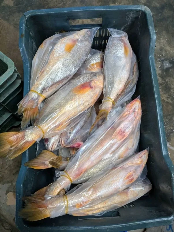 Premium Fresh Sea Lal Poya Fish Online | Fish Vision