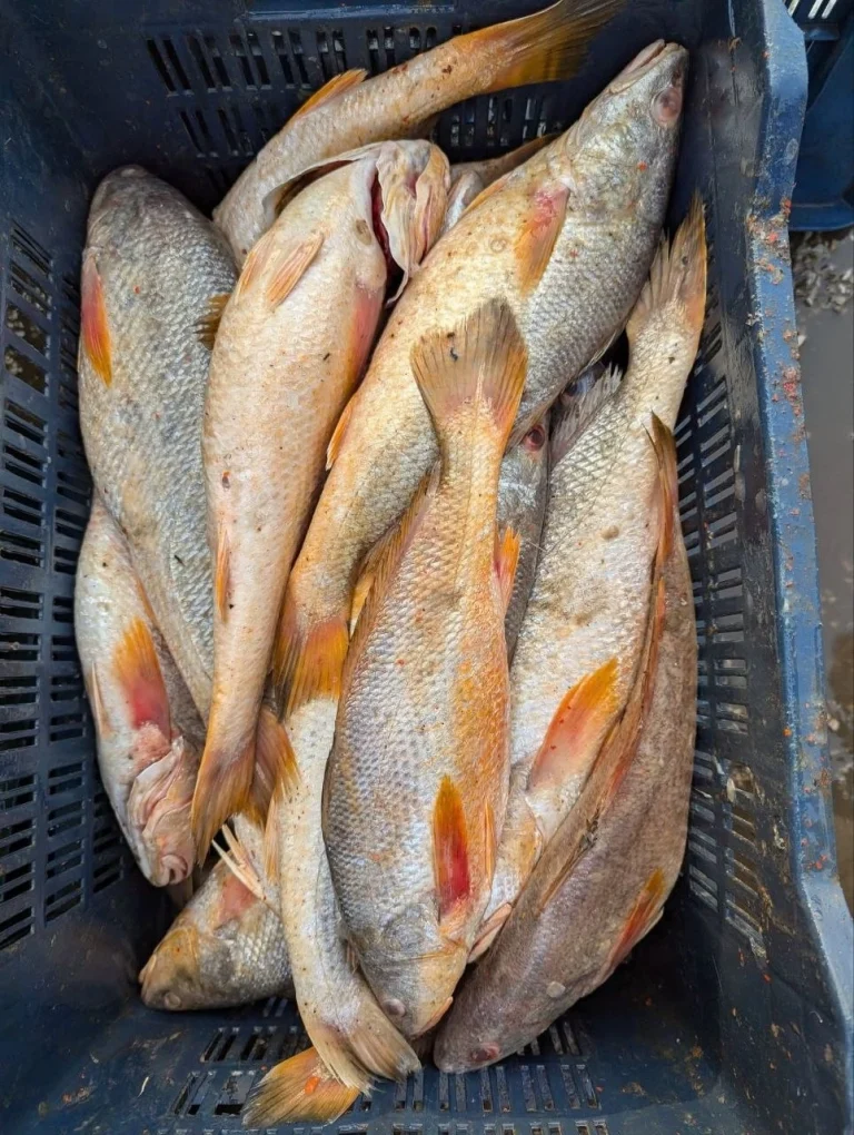 Premium Fresh Sea Lal Poya Fish Online | Fish Vision